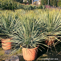 Palmacea yucca rostrata 10L