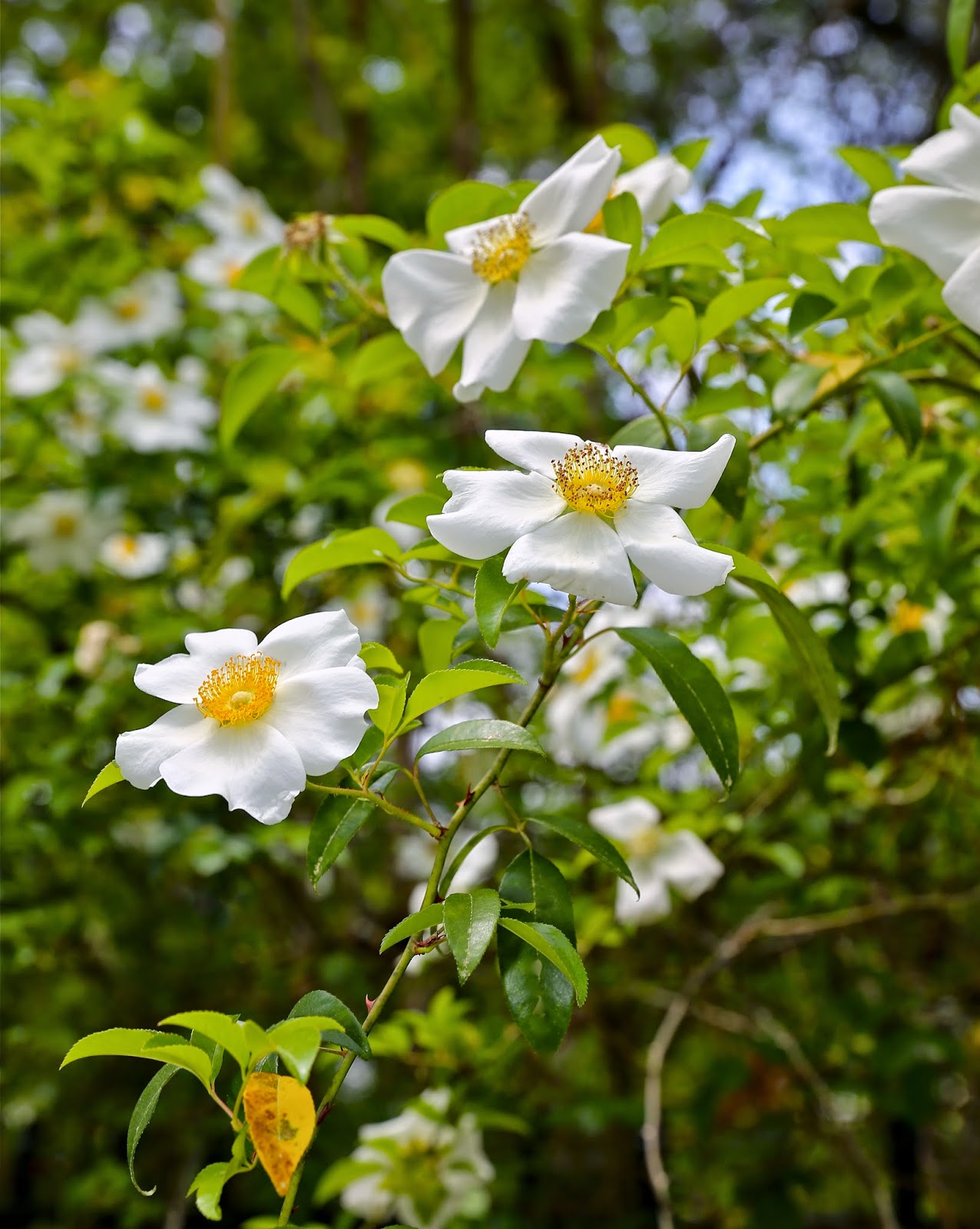 Sweet Southern Days The Snowballs and Cherokee Roses are Blooming