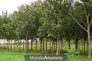 CROMAMENTALES: COMO REPARAR SUS MUEBLES PASO 1 TIPOS DE MADERAS