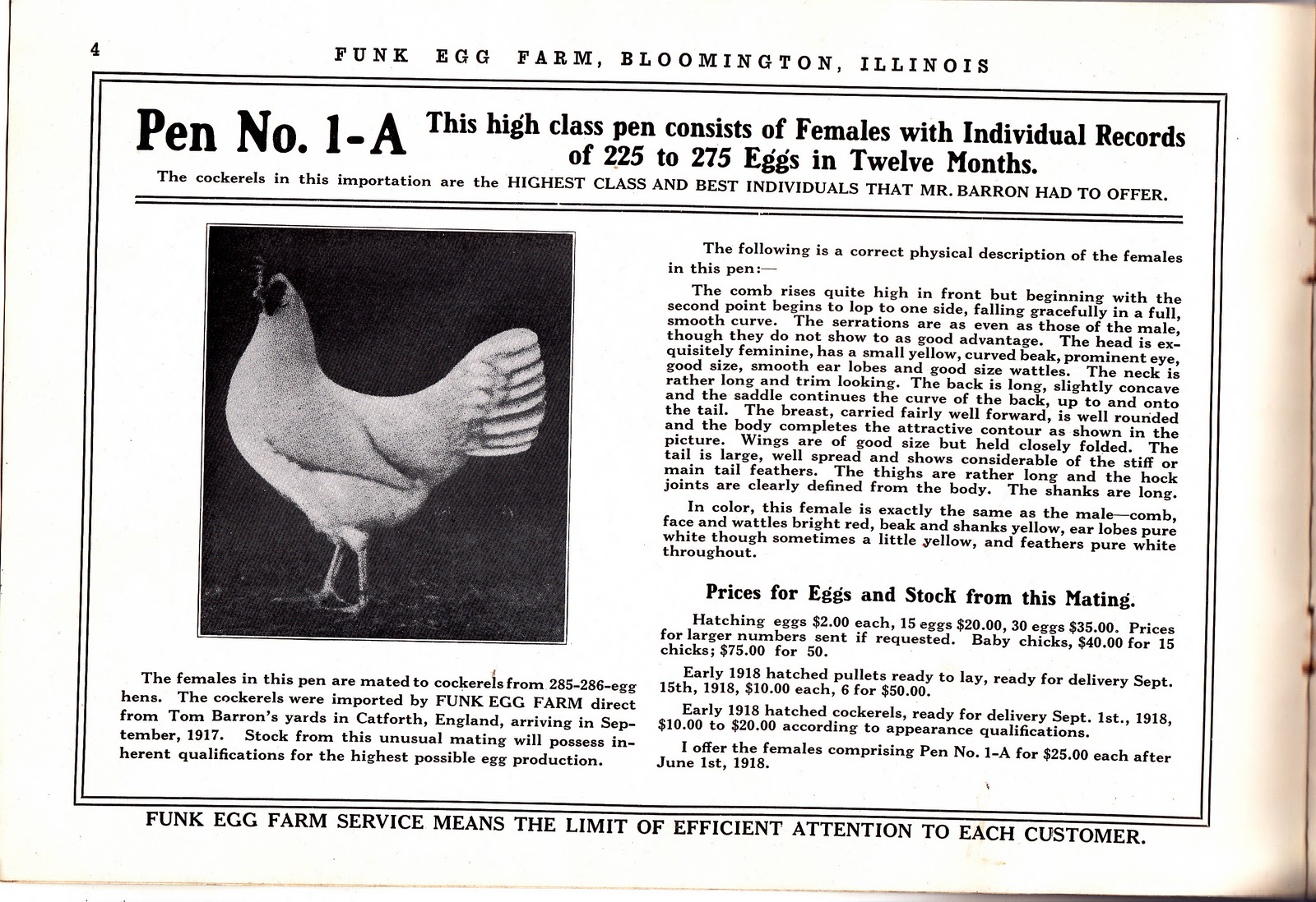 chickenhistory FUNK EGG FARM TOM BARRON SINGLE COMB WHITE LEGHORNS