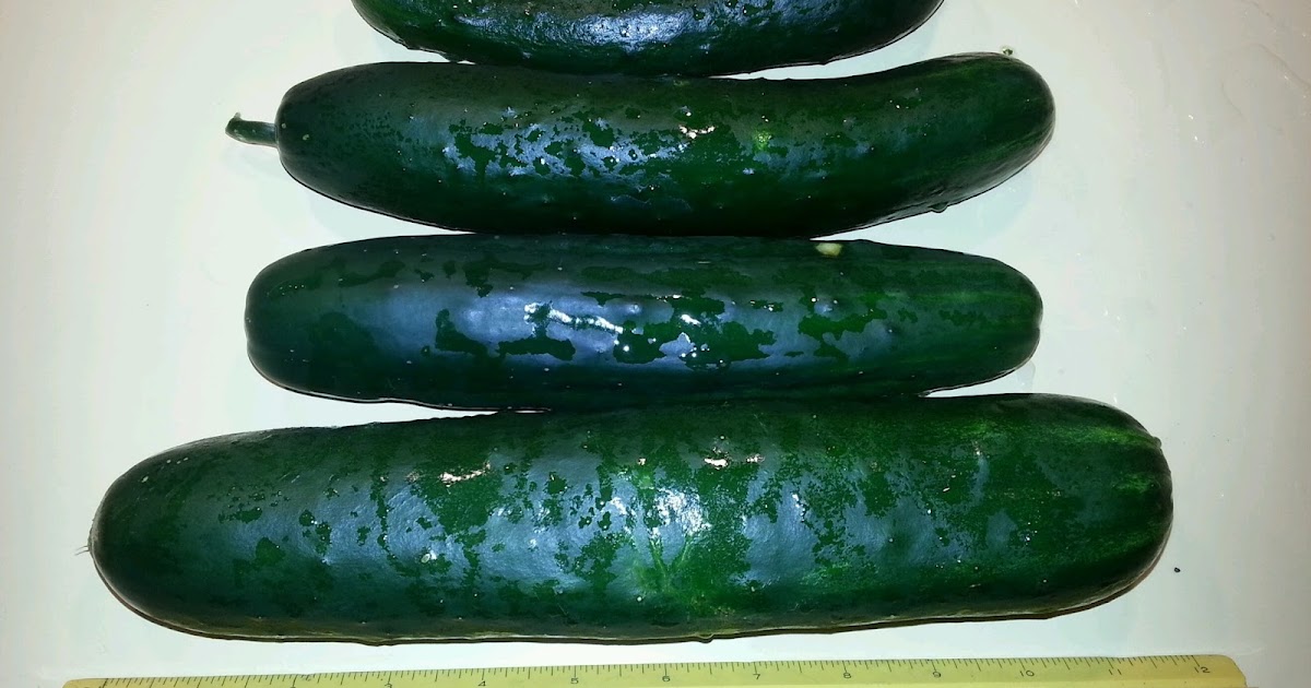 Scientilosopher's Domain Burpee Burpless Cucumbers