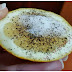 Sal, Limão e Pimenta: Uma simples combinação totalmente natural capaz de acabar com estas 7 doenças!