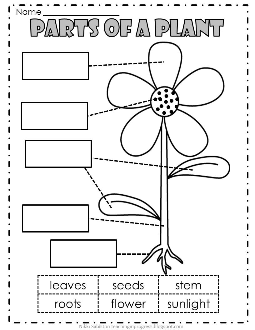 Parts of a plant, Plants and Worksheets on Pinterest