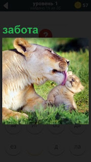Львица языком вылизывает своего детеныша, заботясь о его гигиене