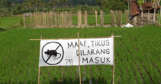 Cara Pengendalian Hama Tikus Epetani Com Cara Pengendalian Hama Tikus Epetani Com