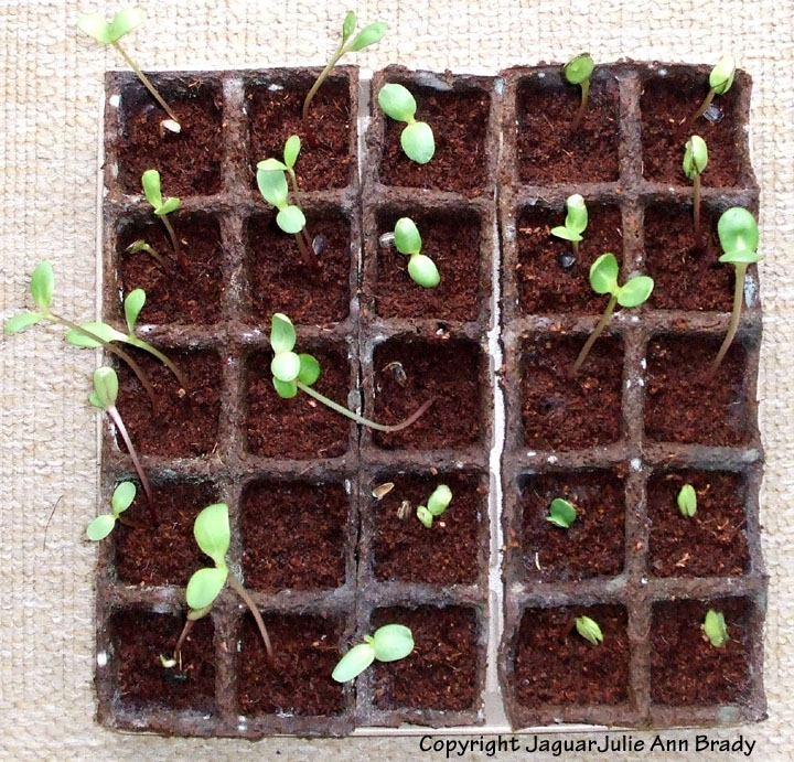 Julie Ann Brady Blog On Nurturing Sunflower Seedlings for a Flower