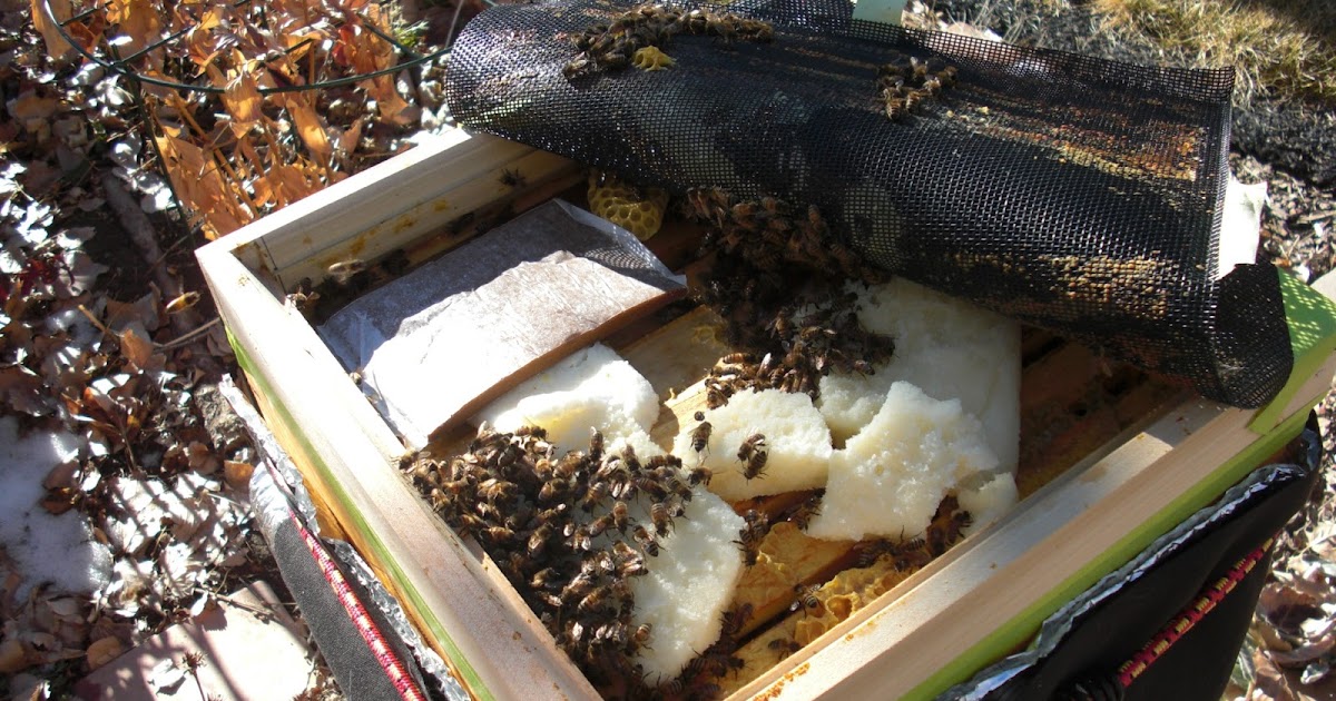 Backyard Bee Hive Blog Primer When to Feed Pollen Substitute?