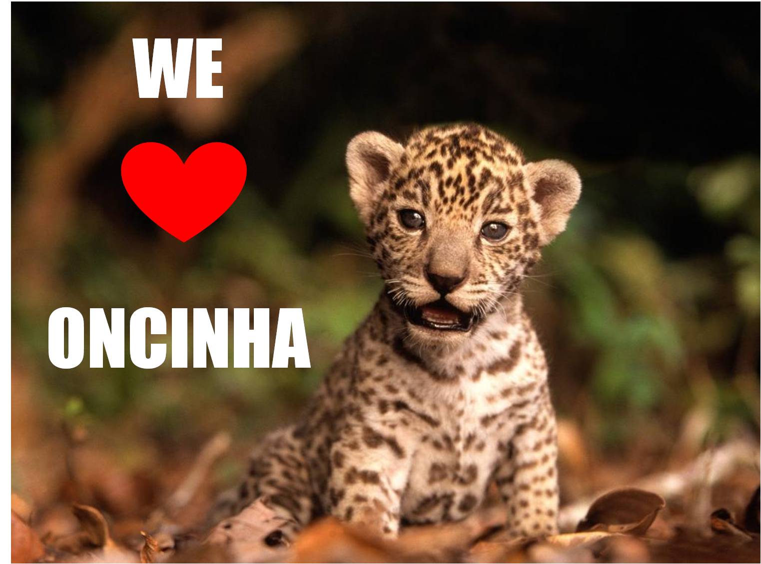 nasci linda: We ♥ Oncinha