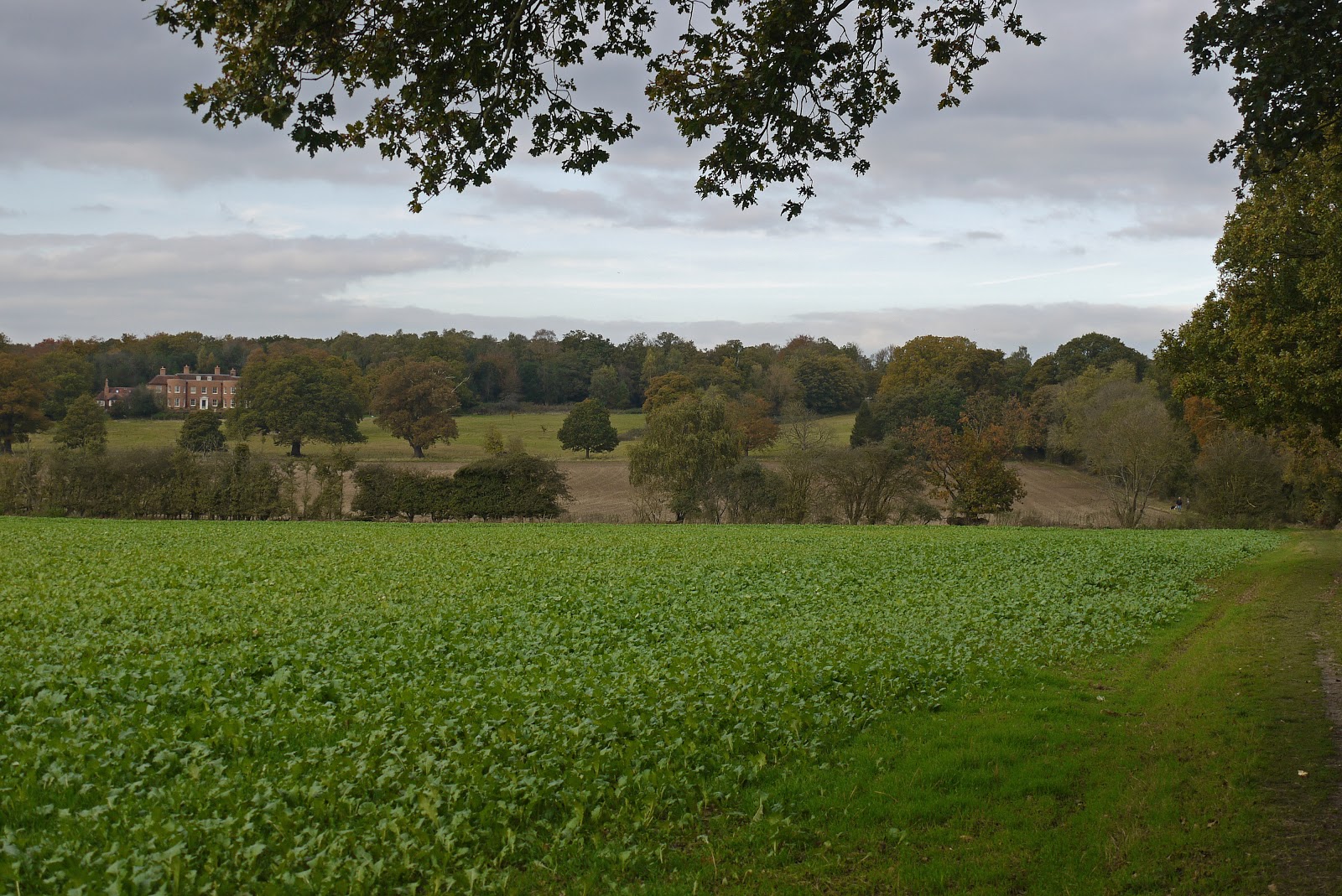 Walking in the country Burnham Beeches and Littleworth Common