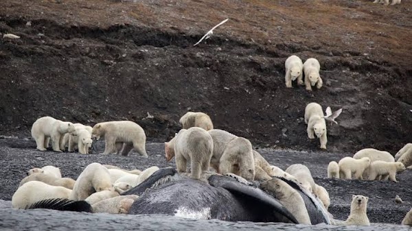 Casi 600 osos polares se acumulan en una isla rusa por falta de hielo en el Ártico. Casi 600 osos polares se acumulan en una isla rusa por falta de hielo en el Ártico.
