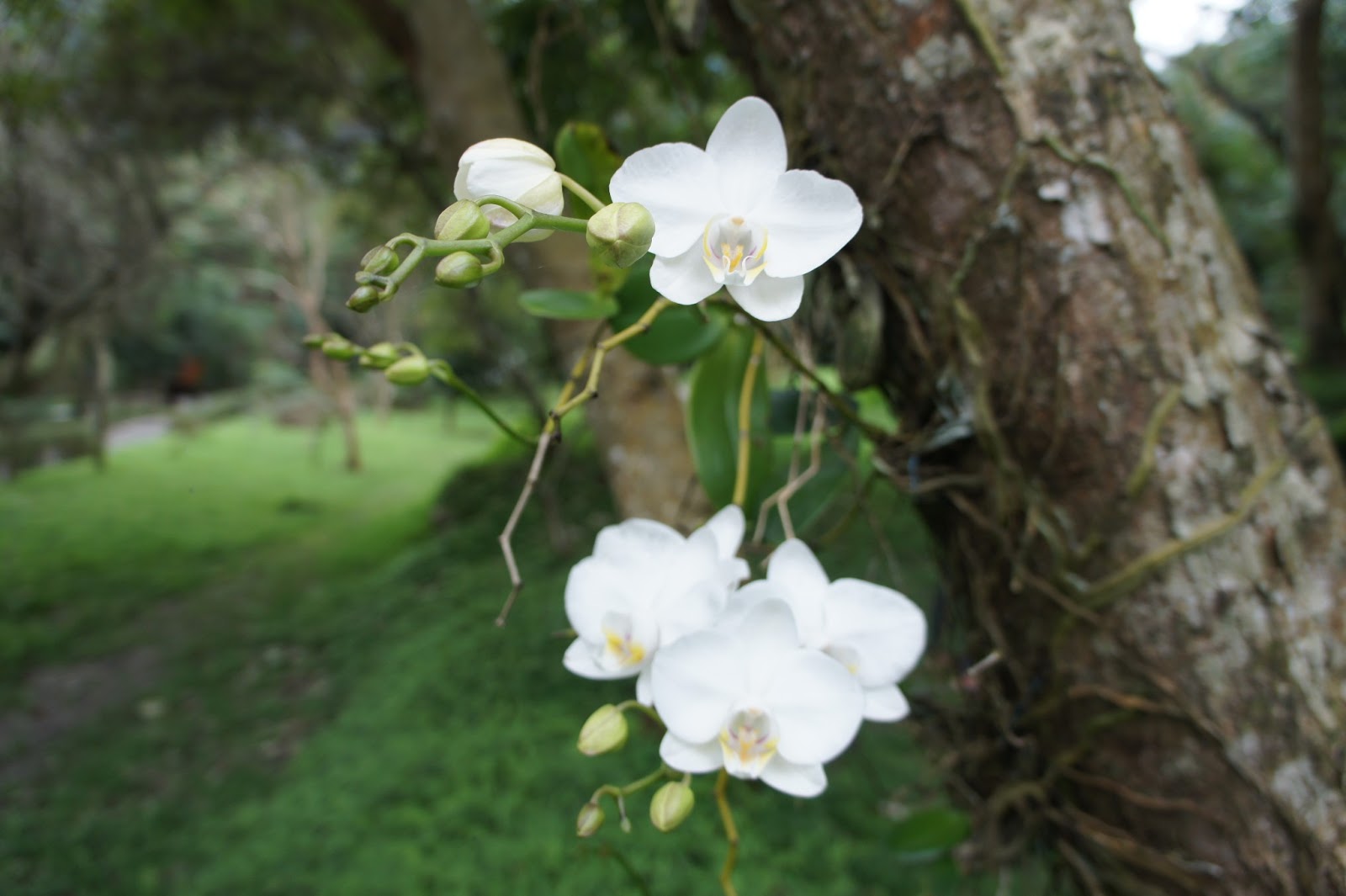 知本自然教育中心 生態小知識 遇見 台灣蝴蝶蘭