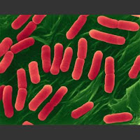 bakteri Escherichia coli