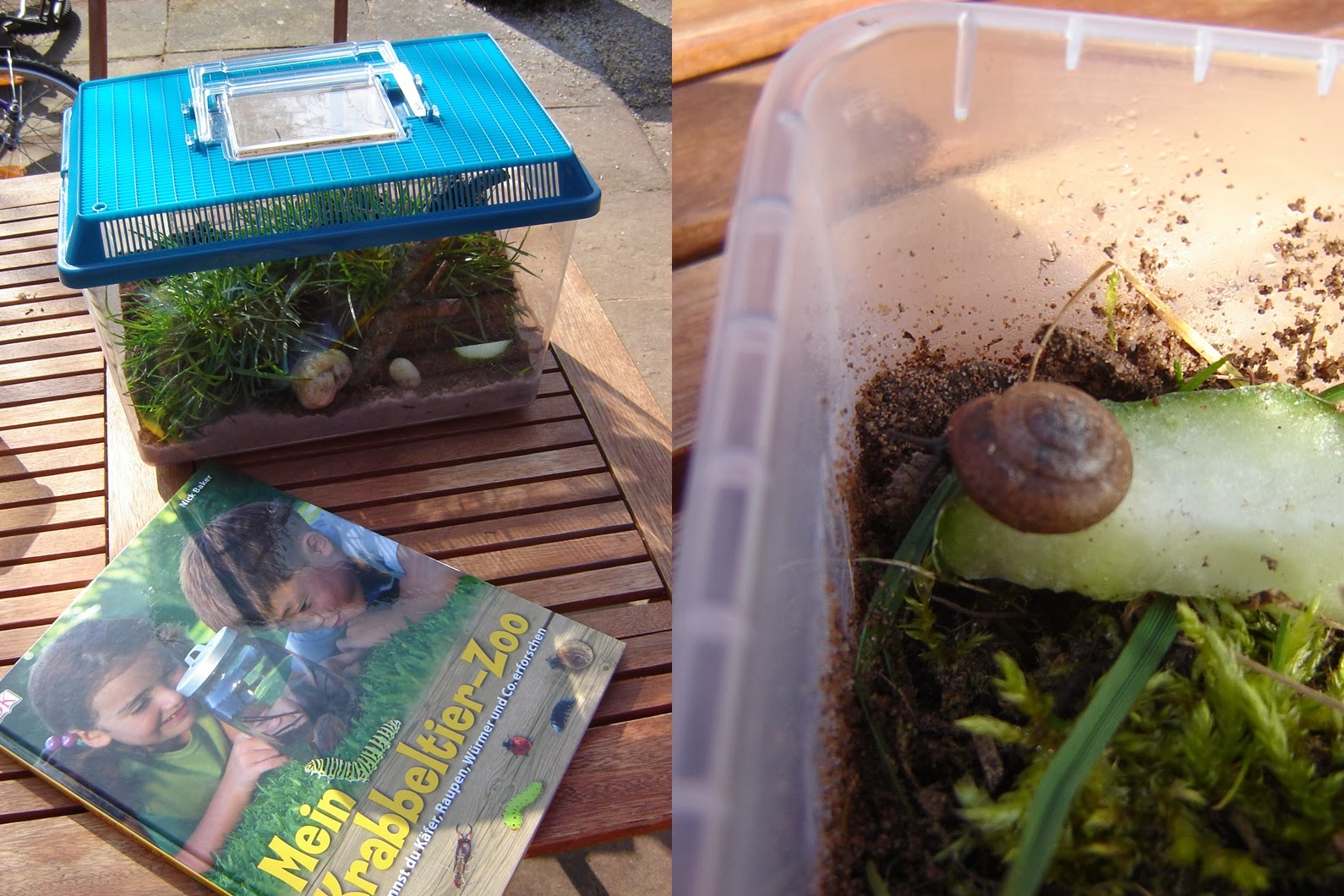 JW Kreativ Schneckenterrarium eingerichtet