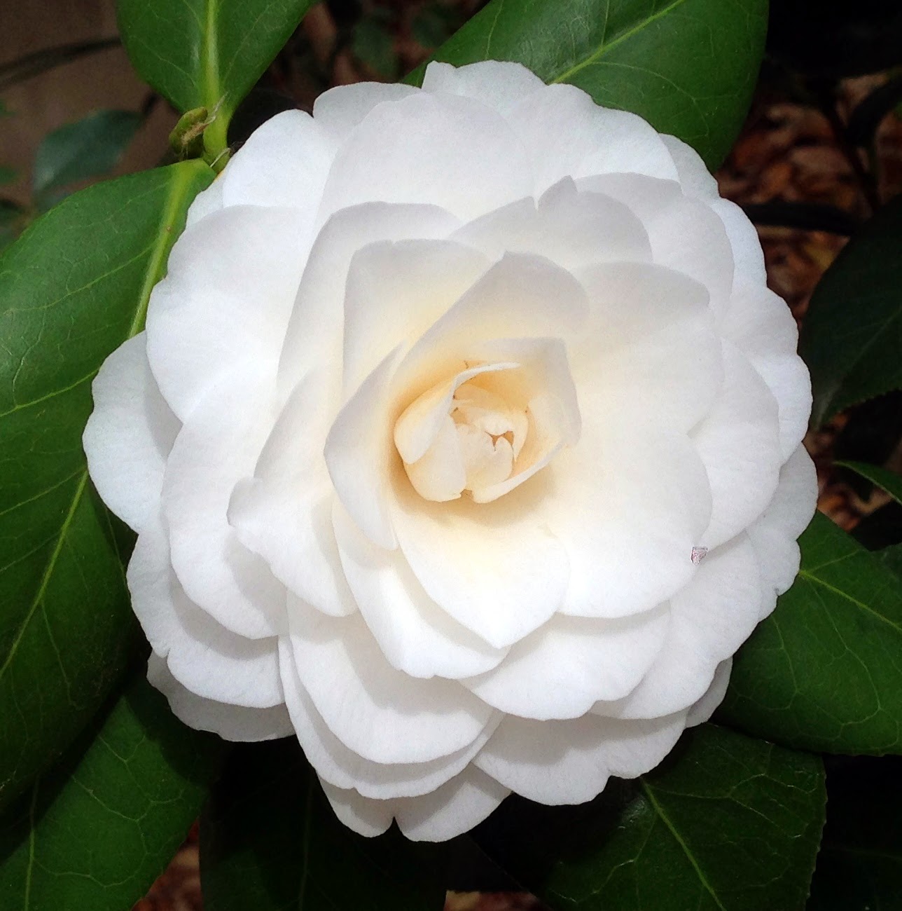White By The Gate Camellias HYACINTHS FOR THE SOUL