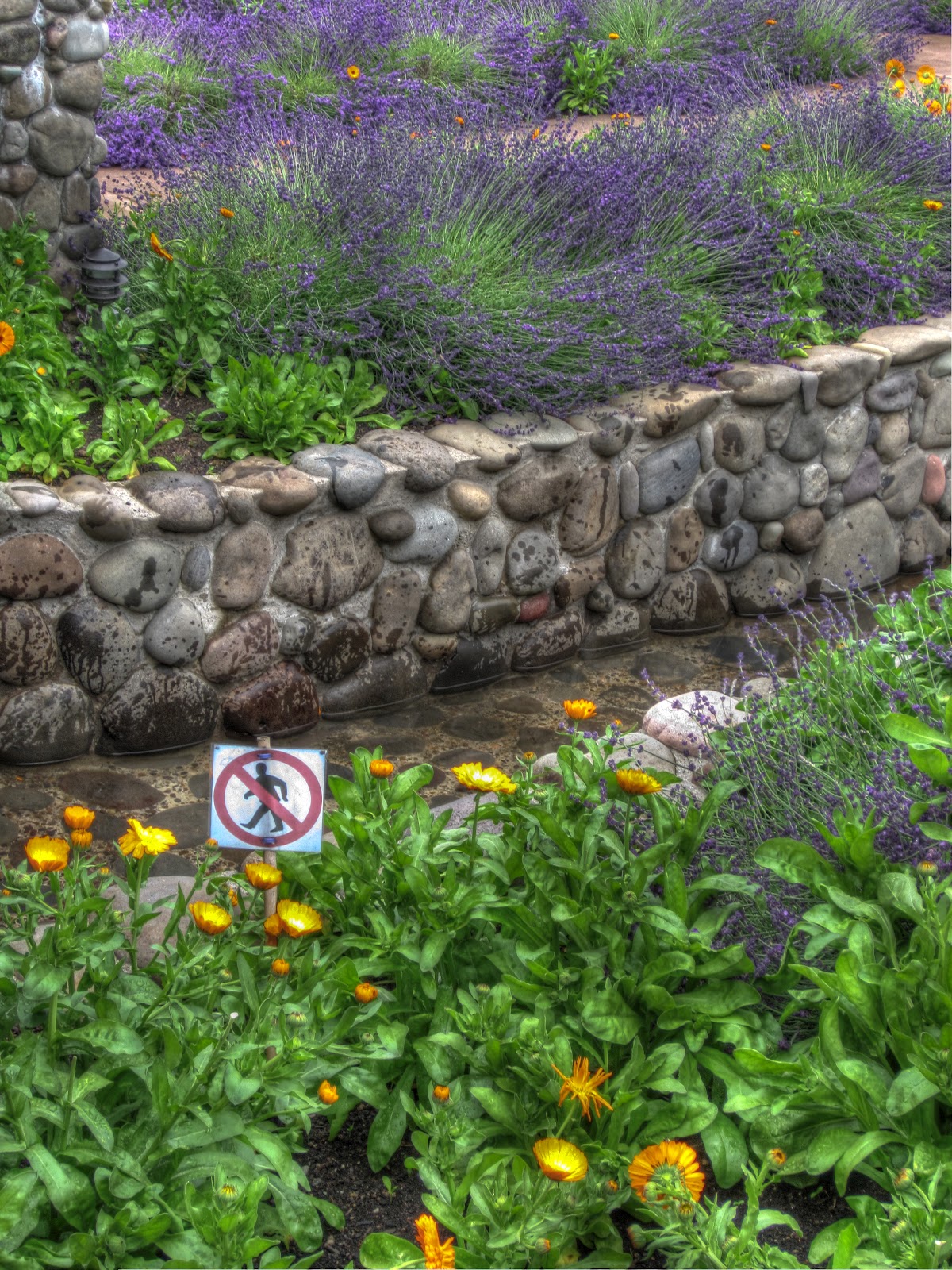 Thom Zehrfeld Photography Lavender Farms In Oregon