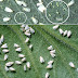 How to Get Rid of Whiteflies