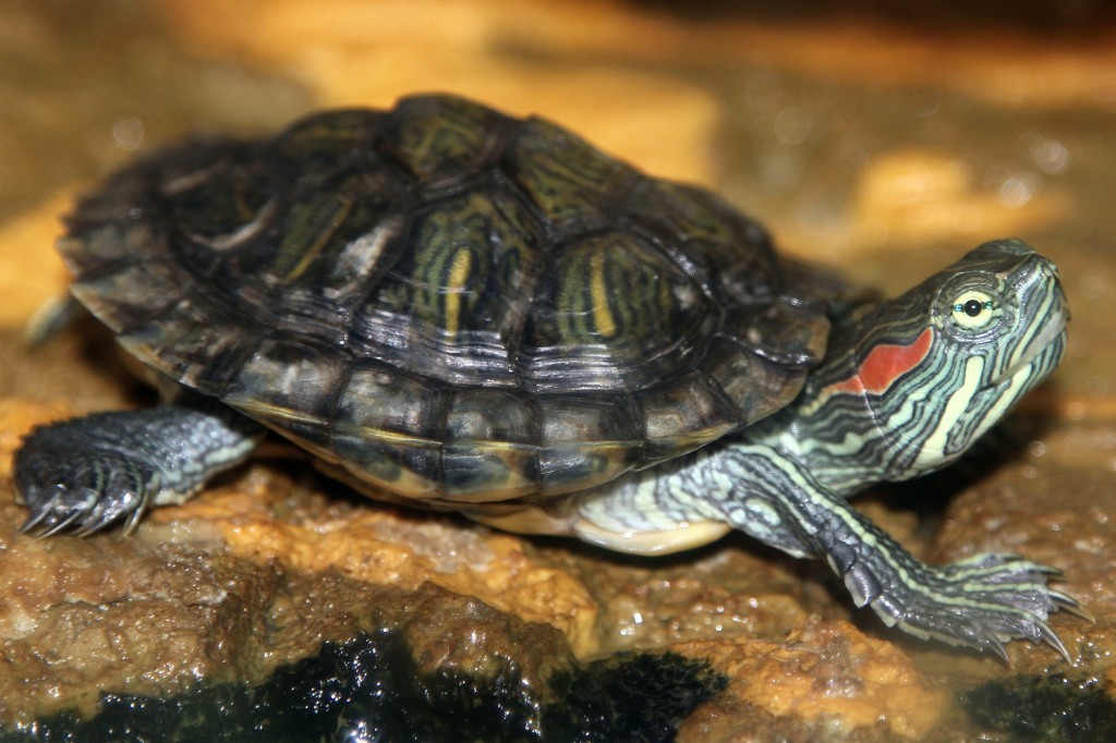 Red-eared Slider | Turtle | Information and Pictures | For Tortoise