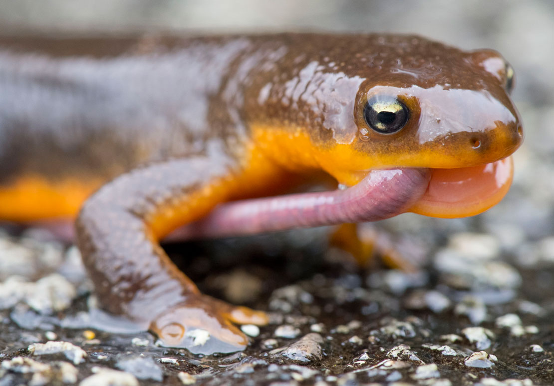 Robin Loznak Photography The early newt...