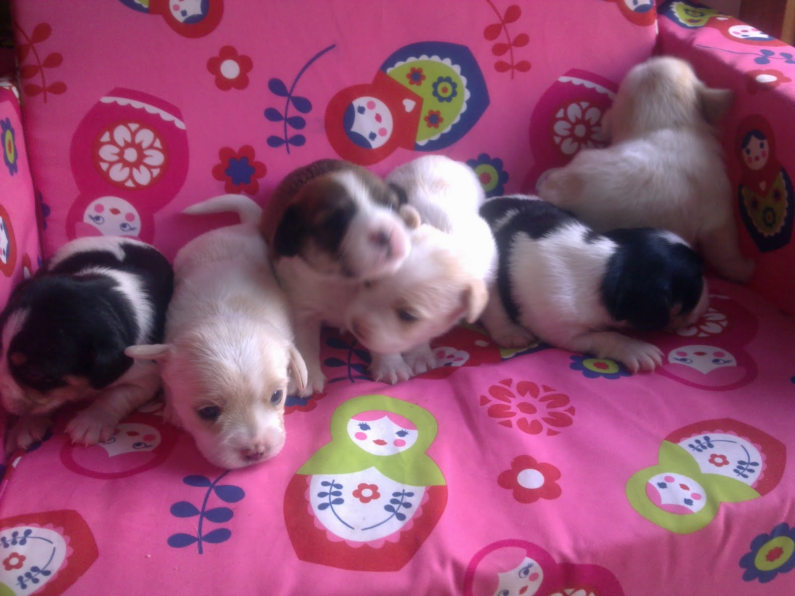 The CUTEST pups for sale