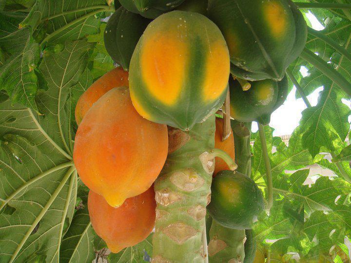 Papaya One of the best Indian fruit in nutrient content