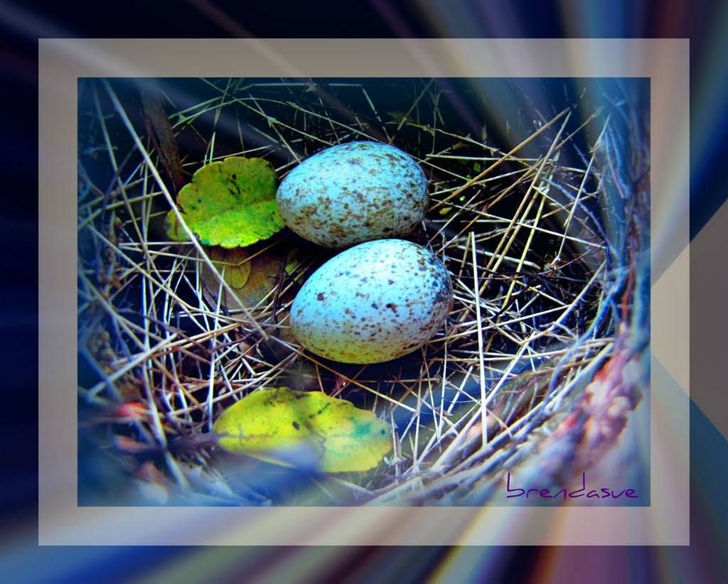 Bird In Everything Cardinal Bird Eggs