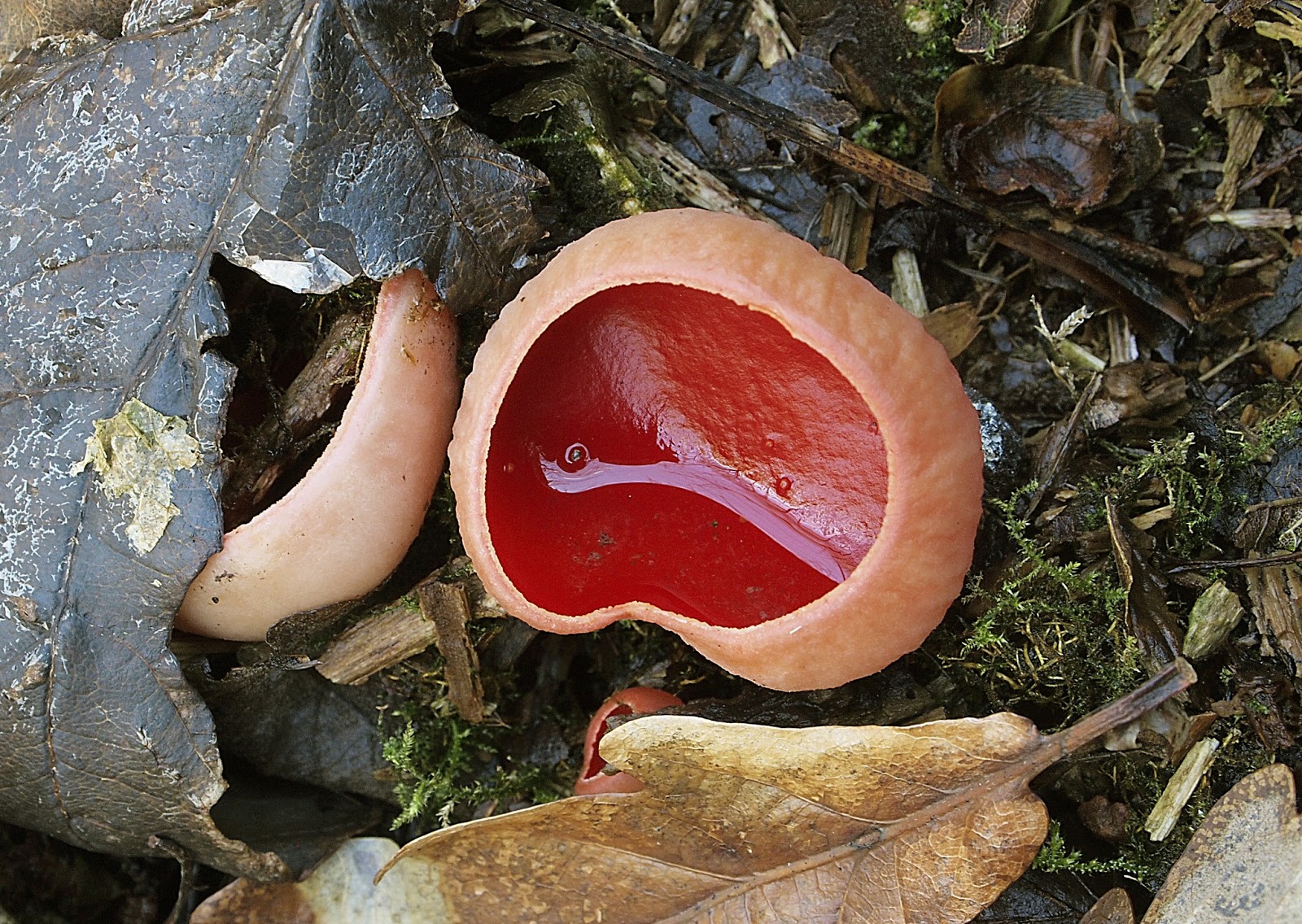 Calderdale Fungi - Halifax Scientific Society - Mycology Section: North ...