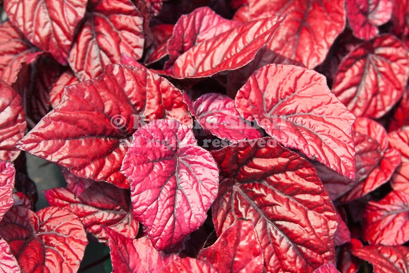 Всё о бегониях и не только... Begonia rex 'Shadow King Lava Red