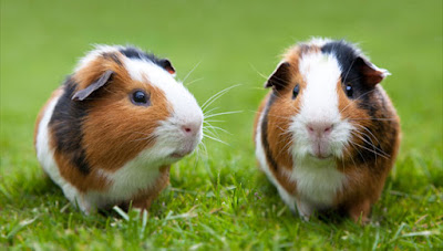 Guinea Pig health tips