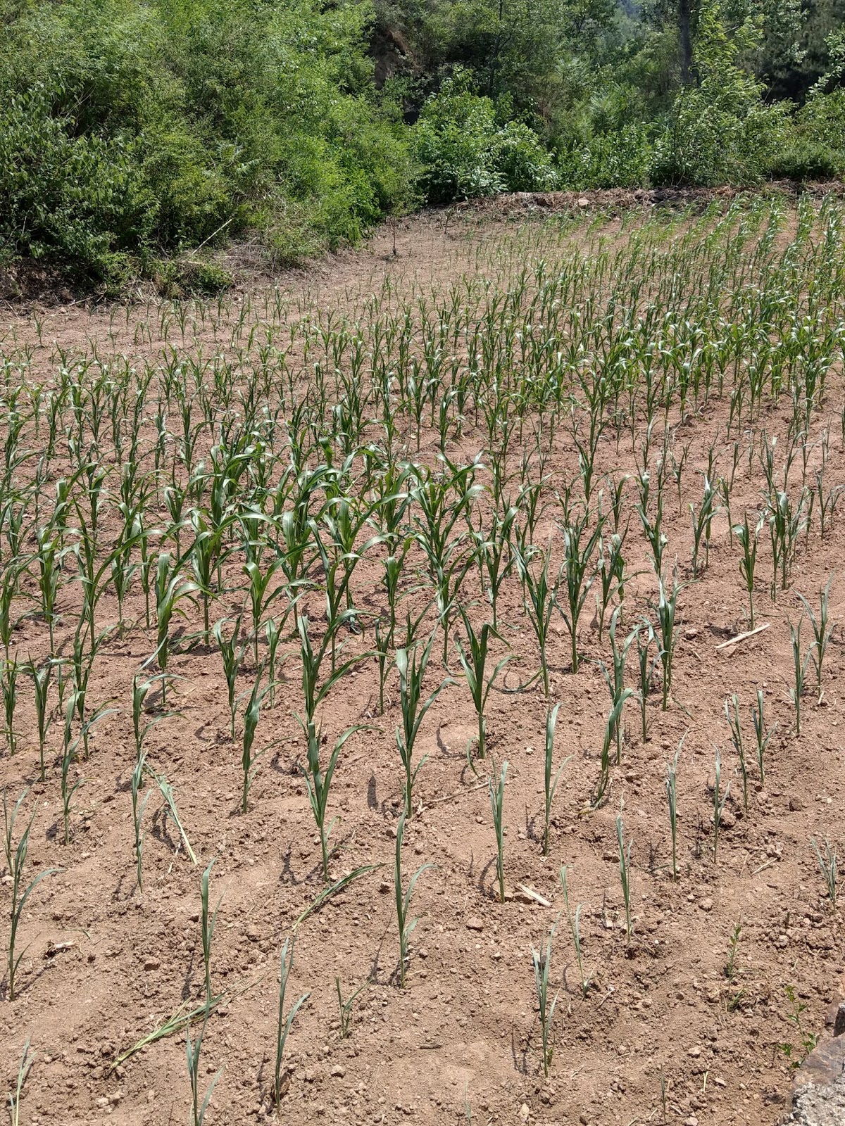 Von Enten Pandas Und Drachen Kapitel 3 Die Grosse Chinesische Mauer