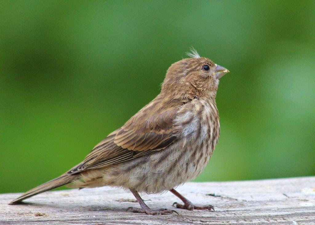 Sarah Lynn's Nature's Splendor Feeder Flocks and Squirrely Things