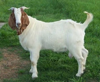 Kliping Hewan Vertebrata Dan Invertebrata Beserta Penjelasannya