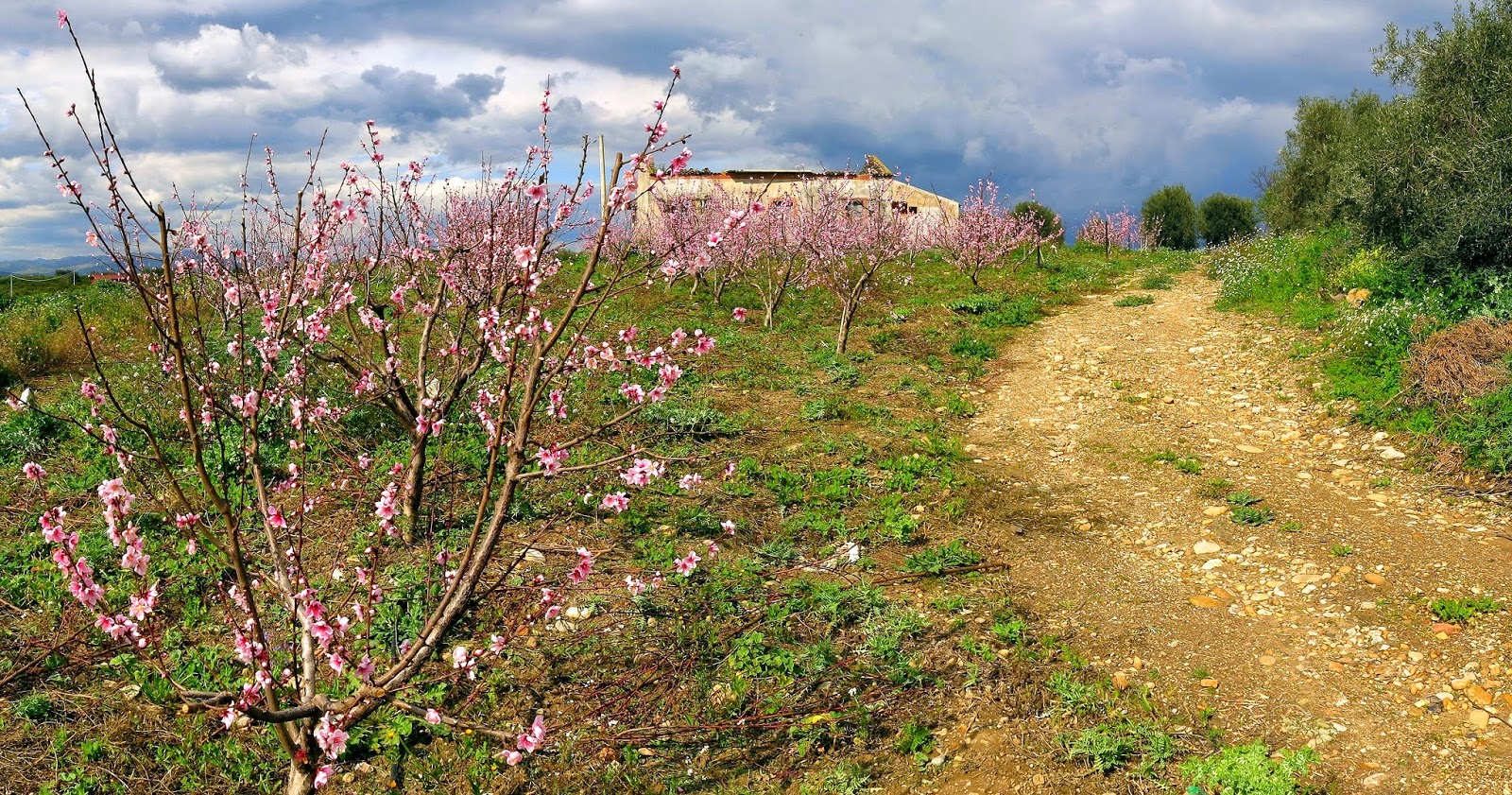 Almond trees and an abandoned building on SS192