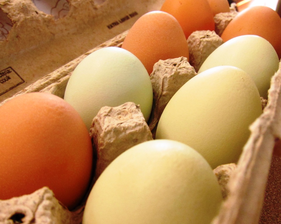 Doves Today The butterandegg man