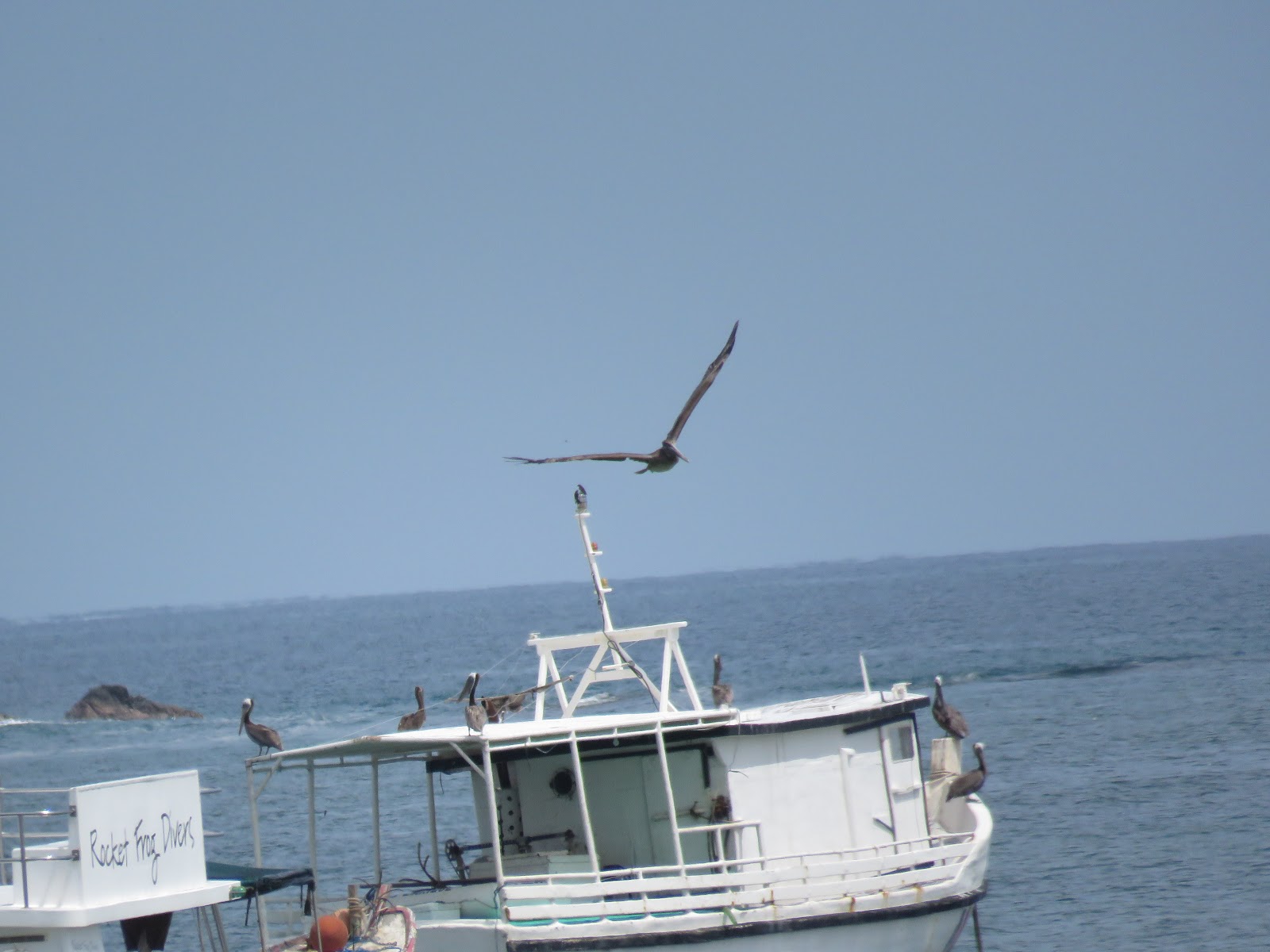 Bird & Travel Photos, Birding Sites, Bird Information BROWN PELICANS