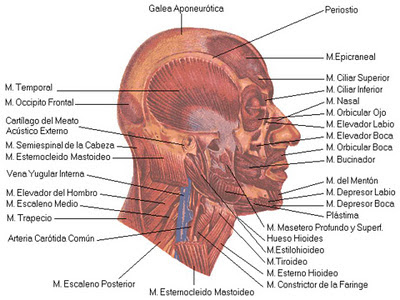 Musculos de La Cabeza