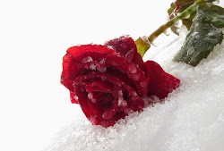 Inspirational Quotes : Roses Lover Ice Most beautiful flowers Nature Images Latest Nature Wallpaper Latest Roses profile Picture Flowers Background Images For Whatsapp