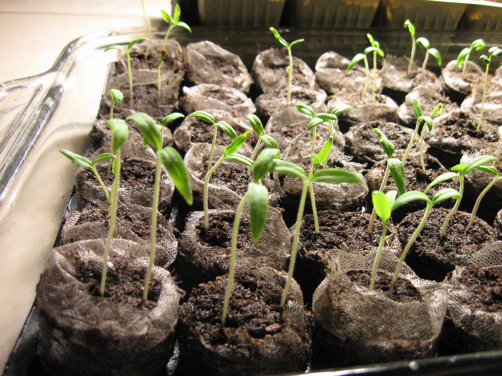 рассада. что такое пикировка рассады помидоров. помидорная рассада. помидоры в таблетке рассада. торфяные горшочки для рассады.