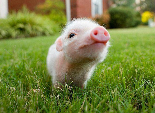 What's the Diehl?: Some Pig