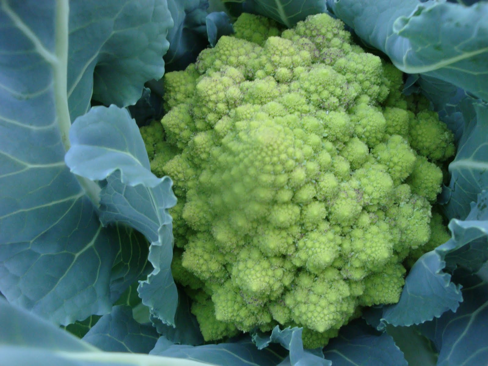 At the Grown Ups� Table Taste Test 2 Romanesco