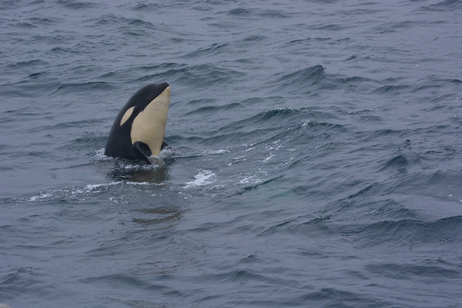 シャチのご機嫌次第