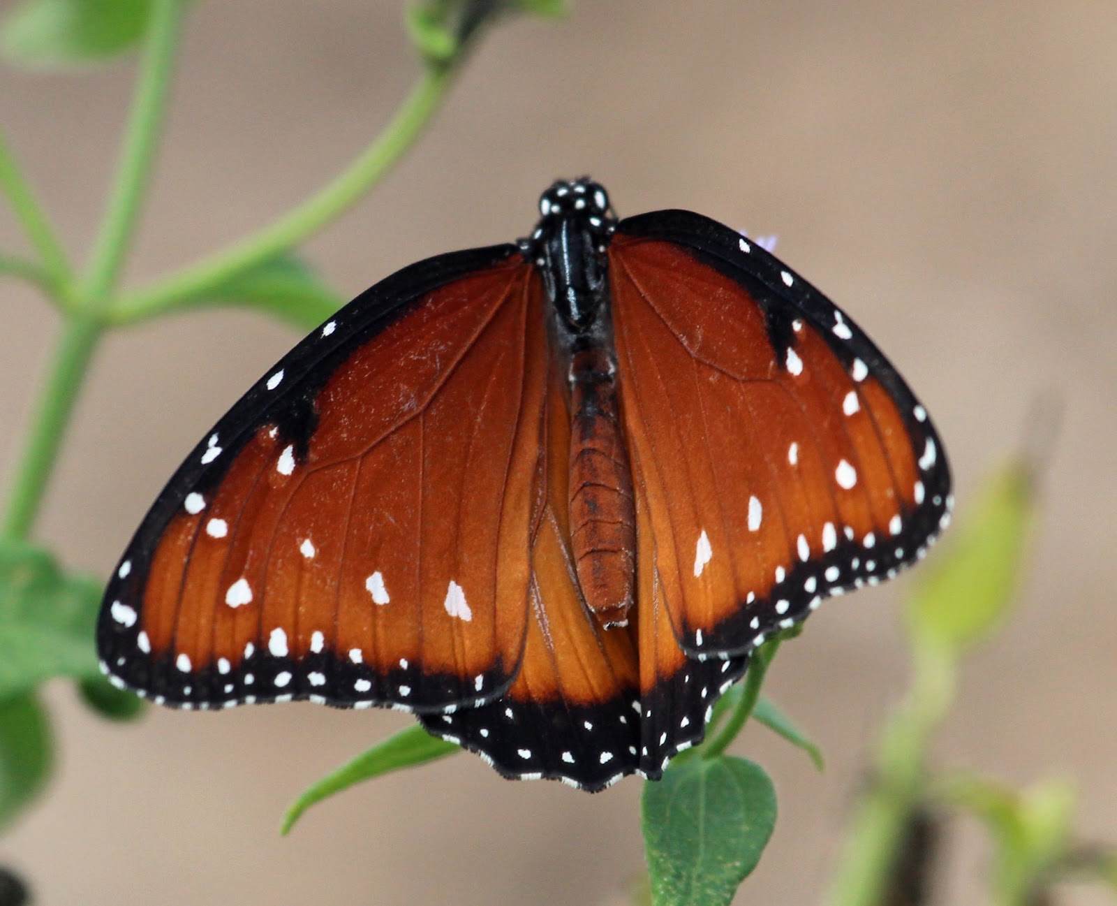 Ruminations South Texas Butterflies Part I