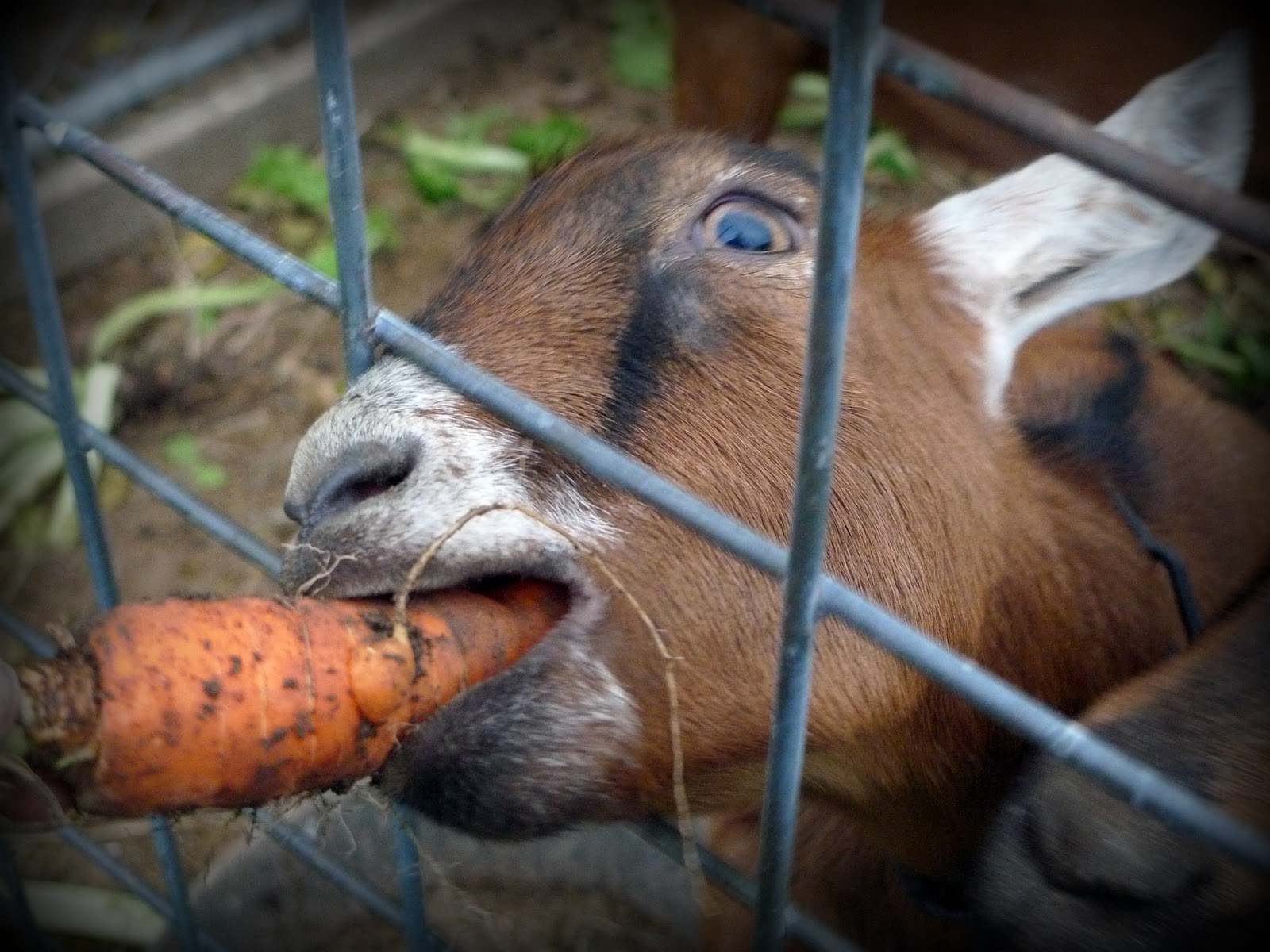 Homemaid Expressions Good Goat Nutrition