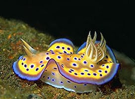 Nudiibranch Animal