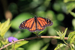 nature beauty its wildlife butterfly