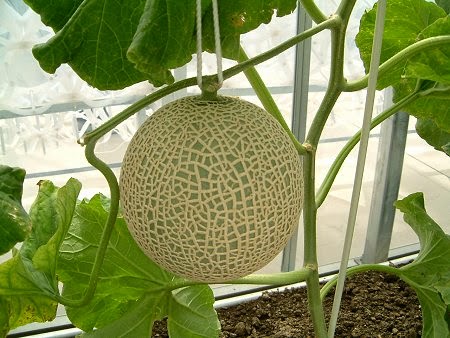  Jika kita melihat sekilas buah yang satu ini Manfaat Buah Melon Untuk Kesehatan