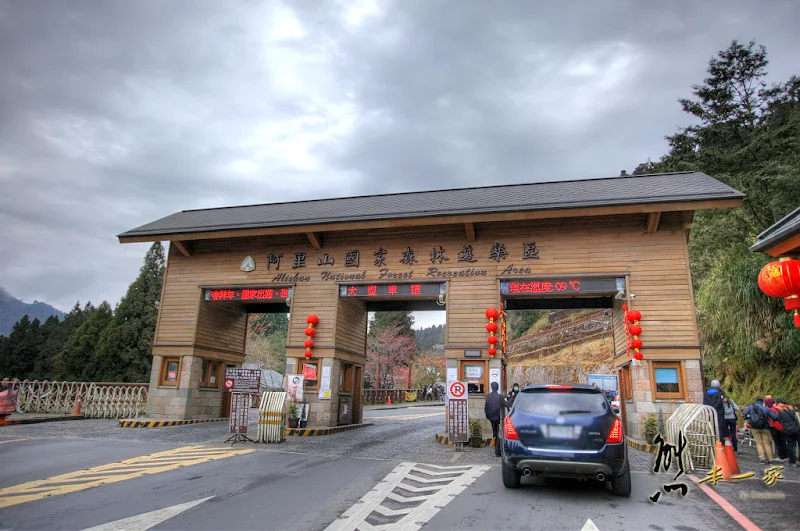 阿里山國家森林遊樂區櫻花季|阿里山櫻王