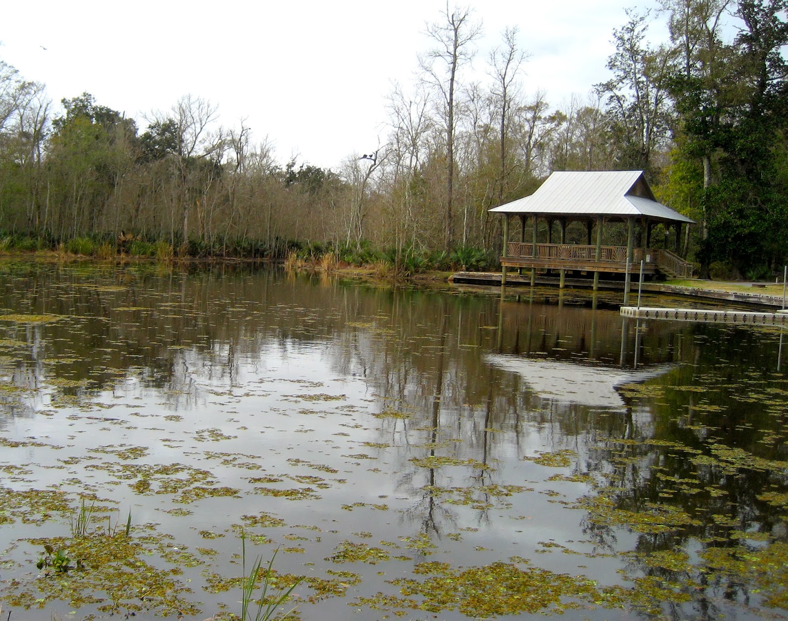 Living Rootless Louisiana Palmetto Island State Park Floating on the