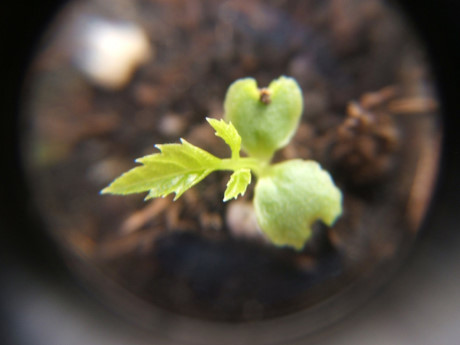 Học cách trồng dưa hấu sọc vàng đang gây sốt xình xịch - Ảnh 7 Hoc cach trong dua hau soc vang dang gay sot xinh xich - Anh 7