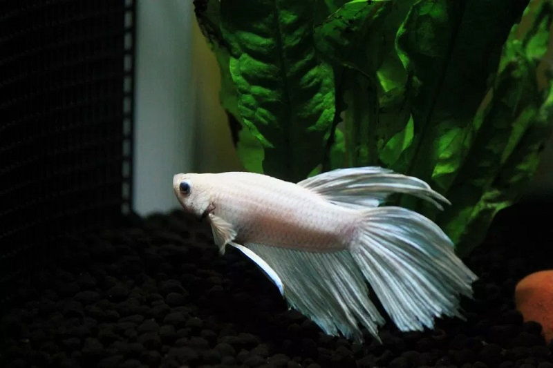 What to Expect From Betta Fish Tank with Filter and Heater What to Expect From Betta Fish Tank with Filter and Heater