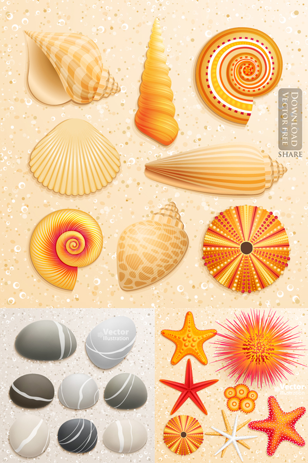 Mẫu vỏ ốc và đá biển sea shells-stones vector 4033 ~ MrPixelVn - Chia ...